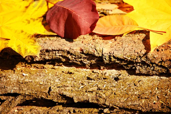 Ahşap arka planda sonbahar yaprakları — Stok fotoğraf