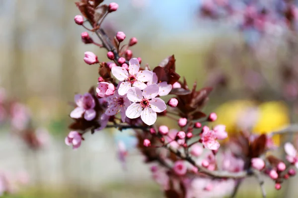 Flores de árvores de fruto em flor — Fotografia de Stock