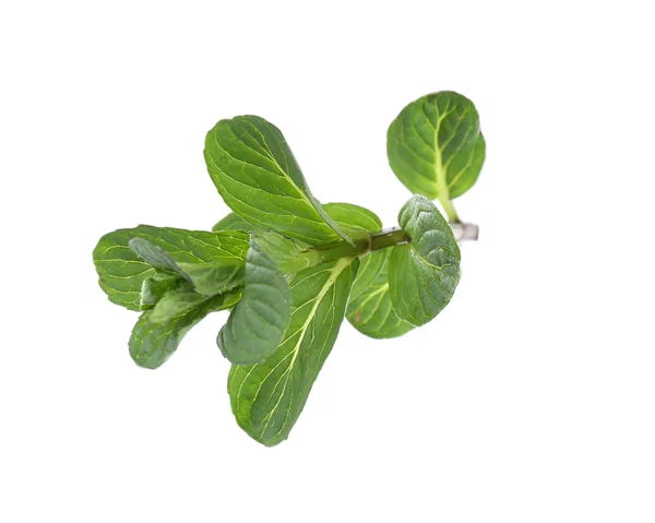 Liść zielony świeży — Zdjęcie stockowe