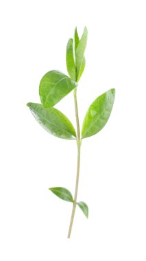 Yeşil taze yaprakları 