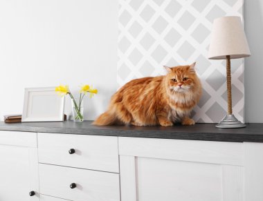 Tatlı kızıl kedi.