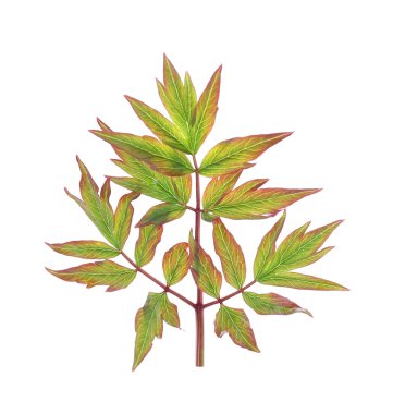 Yeşil taze yaprakları 