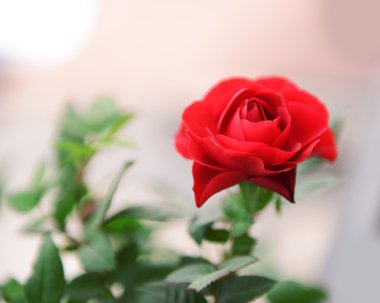 güzel kırmızı gül