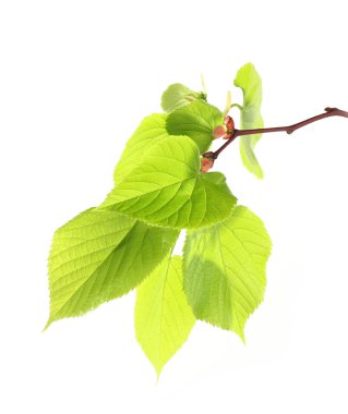 Yeşil taze yaprakları