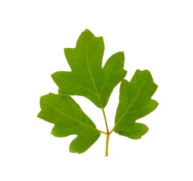 Yeşil taze yaprakları