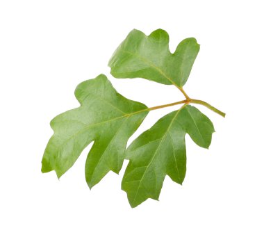 Yeşil taze yaprakları