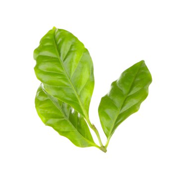 Yeşil taze yaprakları