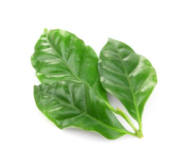 Yeşil taze yaprakları