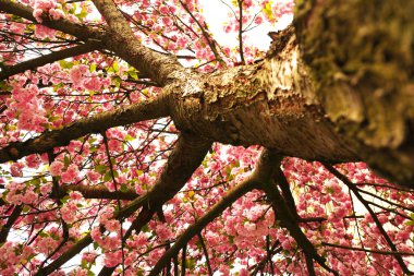 Çiçek açması pembe sakura ağacı 