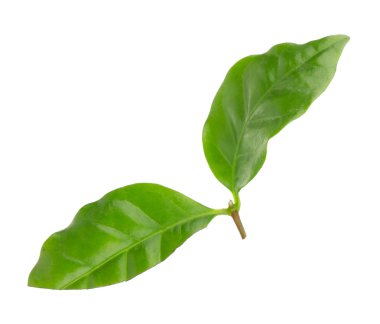 Yeşil taze yaprakları