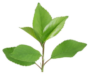 Yeşil taze yaprakları