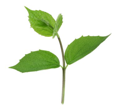 Yeşil taze yaprakları