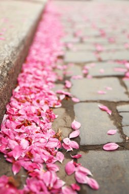 Düşmüş sakura yaprakları 