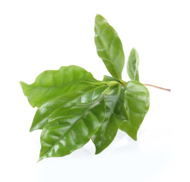 Yeşil taze yaprakları