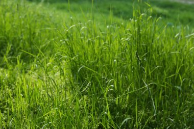 renkli yeşil çimen 