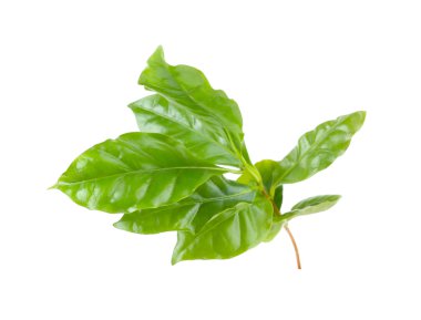 Yeşil taze yaprakları