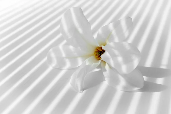 Grote witte bloem — Stockfoto