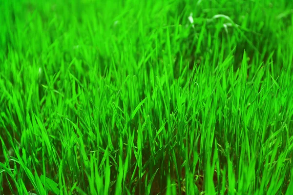 Hierba verde colorido —  Fotos de Stock