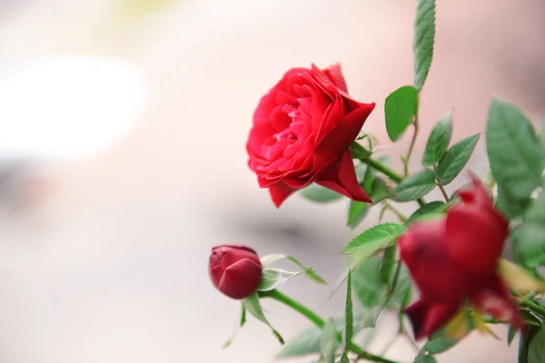 Roses rouges sur fond naturel — Photo