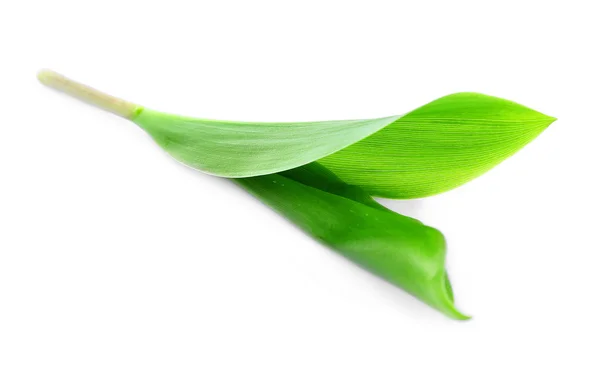 Gröna tulip leaf isolerade — Stockfoto