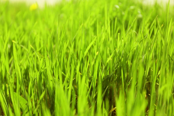 Kleurrijke groen gras — Stockfoto