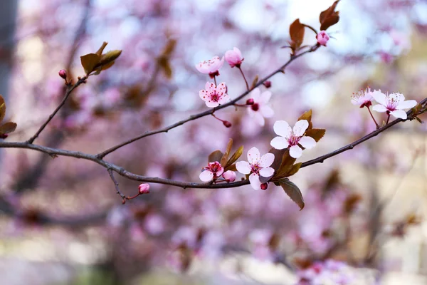 Flores de árboles frutales en flor — Foto de Stock