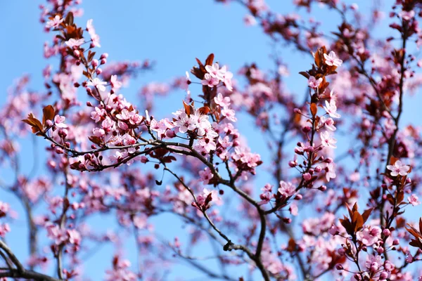 Fleurs d'arbres fruitiers en fleurs — Photo