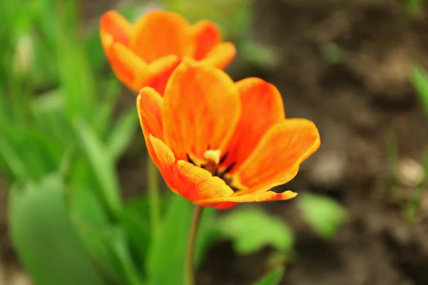 Помаранчеві тюльпани на лузі — стокове фото
