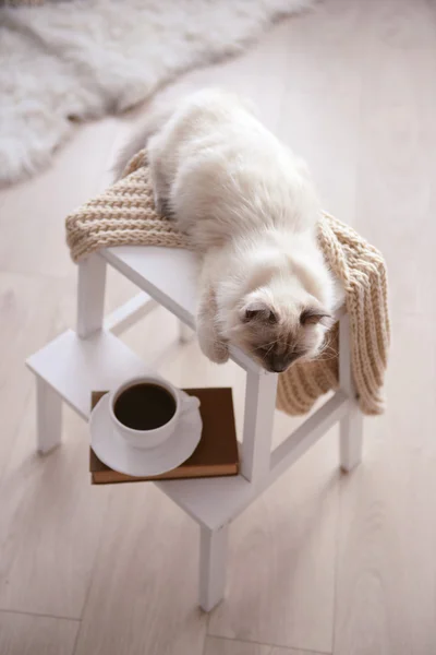 Kleur-punt kat liggend op stoel — Stockfoto