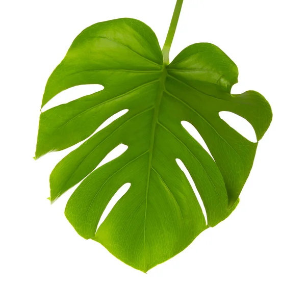 Monstera zielony liść — Zdjęcie stockowe