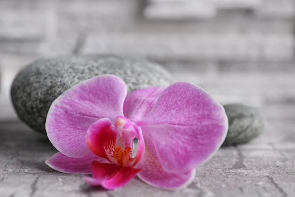 Beautiful composition of pebbles and orchid — Stock Photo, Image