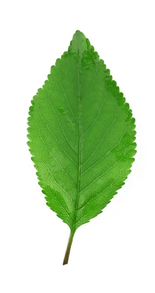 Πράσινο φρέσκο φύλλο — Φωτογραφία Αρχείου