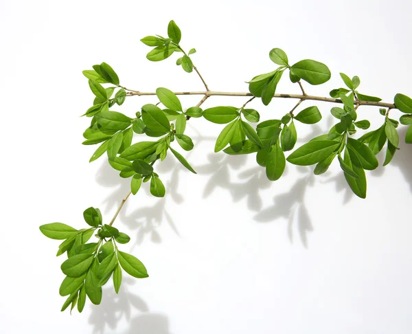 Ramita de árbol sobre fondo — Foto de Stock