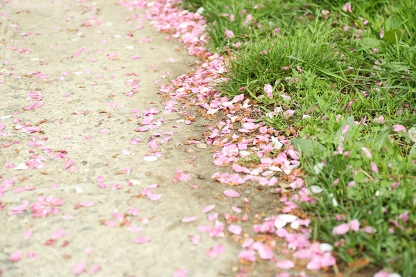Umgestürzte Sakura-Blütenblätter — Stockfoto