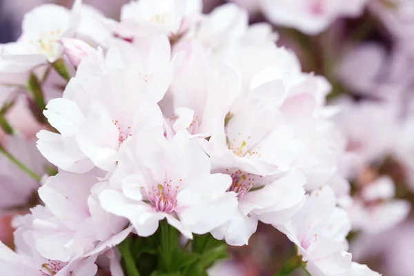 春の開花枝 — ストック写真