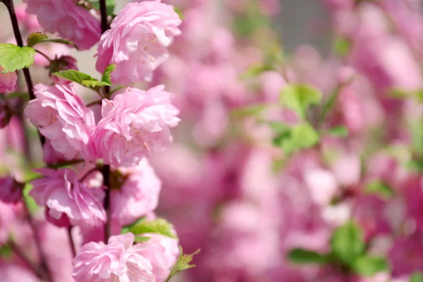 Bush blommar på våren — Stockfoto