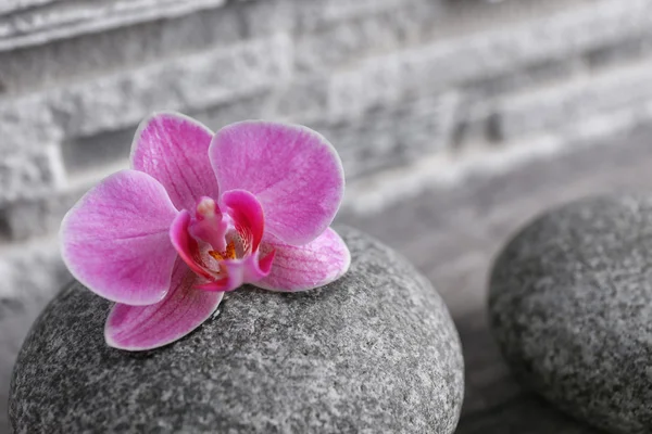 Bella composizione di ciottoli e orchidee — Foto Stock