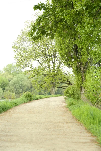 Ścieżka piesza w zielonym parku — Zdjęcie stockowe