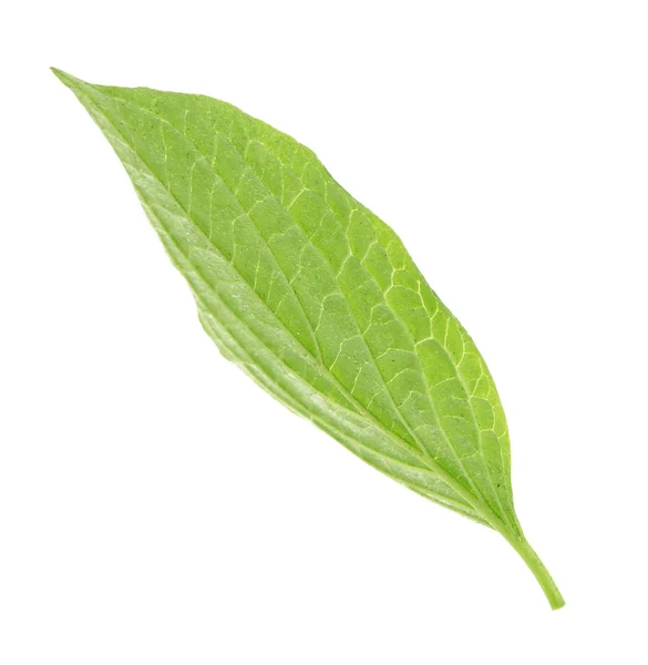 Zelený čerstvý list — Stock fotografie
