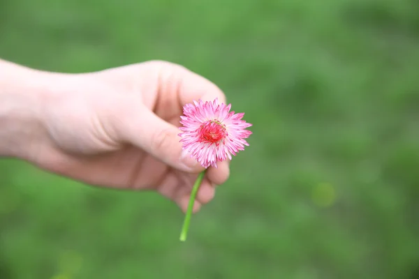 Męskiej ręki z daisy — Zdjęcie stockowe