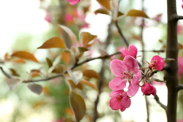 Bloeiende boom bloemen — Stockfoto