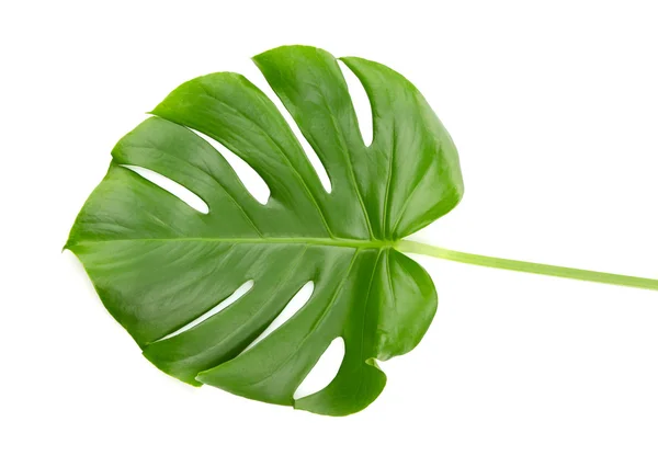 Green monstera leaf — Stock Photo, Image