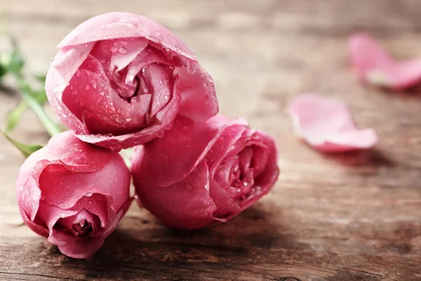 Hermosas rosas rosadas — Foto de Stock