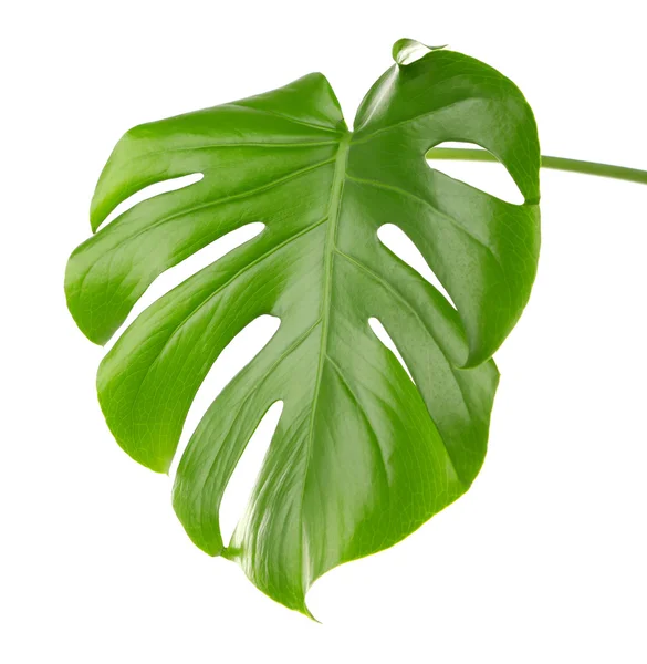 Folha de monstera verde — Fotografia de Stock