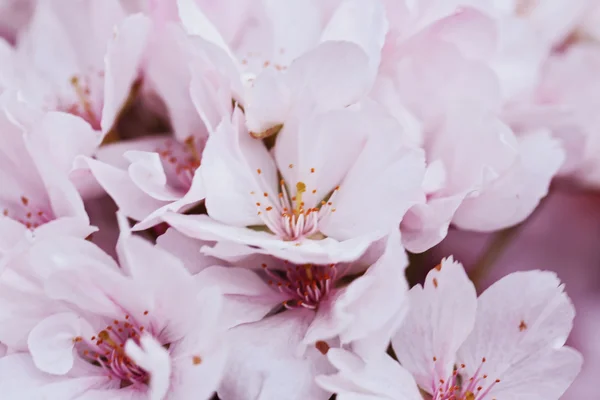 Våren blommande grenar — Stockfoto