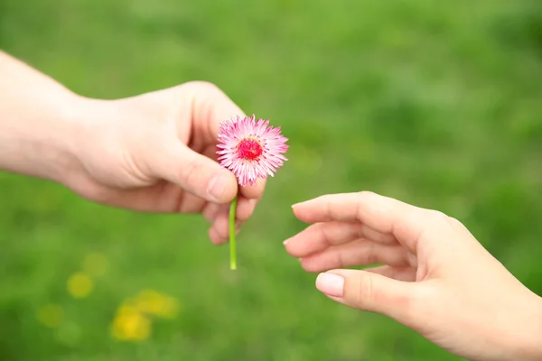 Mãos com flor de margarida — Fotografia de Stock