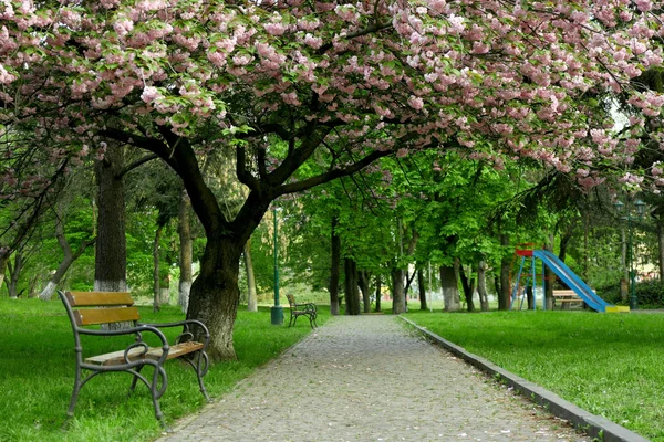 Скамейка в зеленом парке — стоковое фото