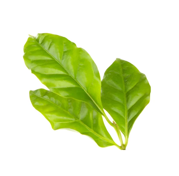 Green fresh  leaves — Stock Photo, Image