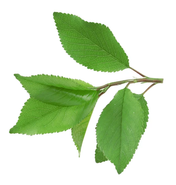 Yeşil taze yaprakları