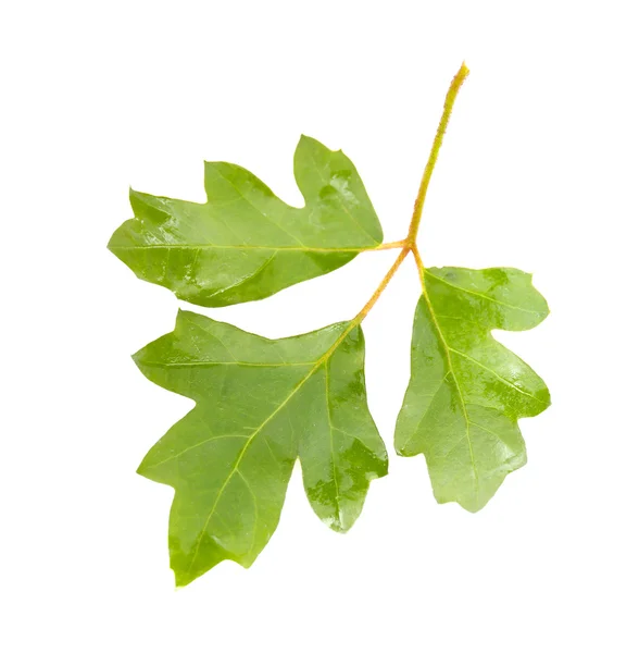 Färska blad — Stockfoto